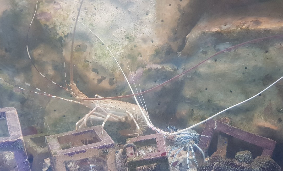 Kung Kraben Aquarium-科隆库必去景点