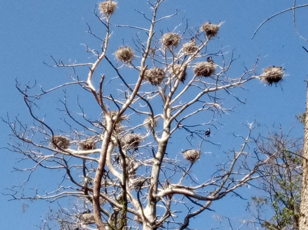 Herons and Cormorants Colony of Juodkrantė-Juodkrante必去景点