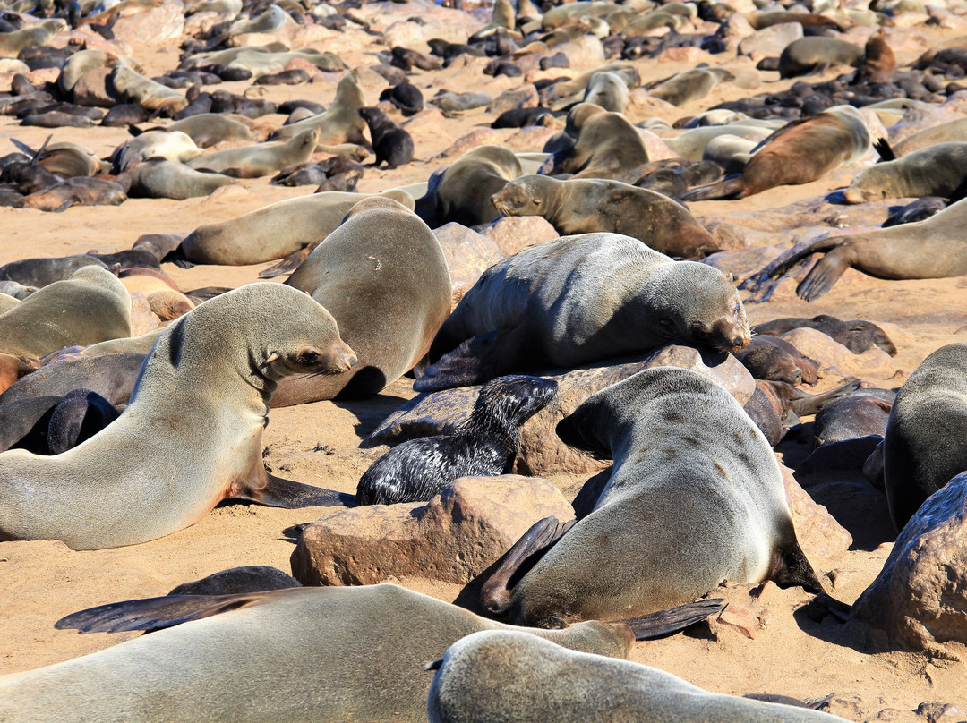 null-Skeleton Coast National Park
