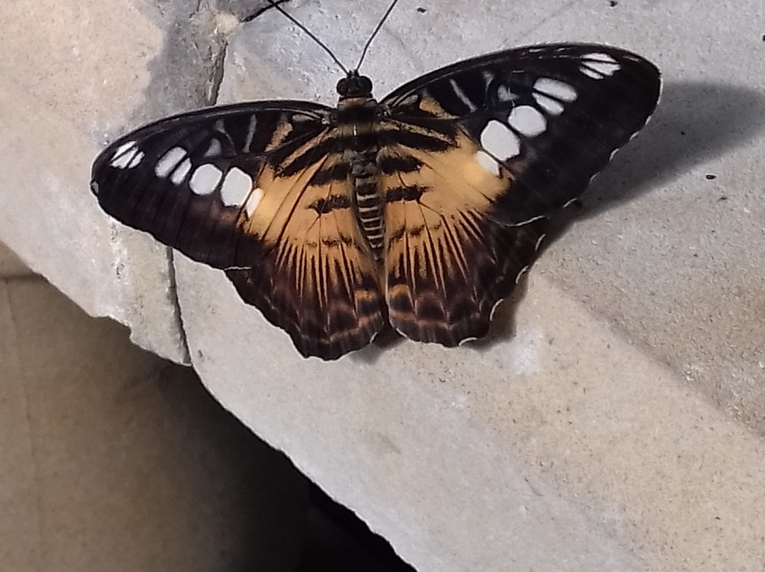 Butterfly World and Fountain World-Wootton必去景点