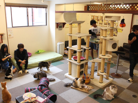 猫カフェNyanny(ニャニィー)-神户市必去景点