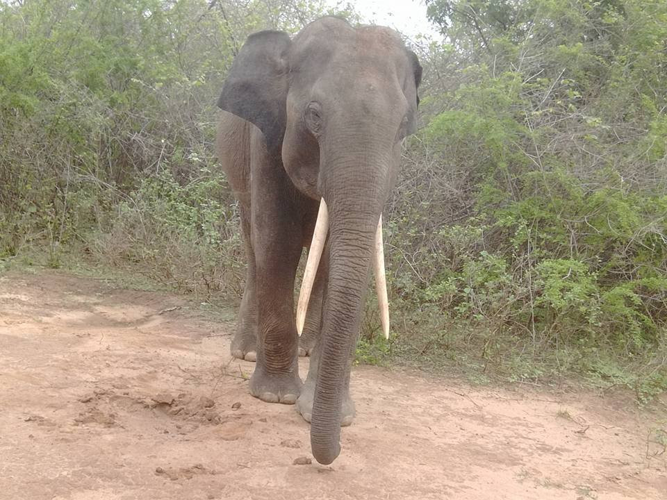 Sabaragamuwa Province酒店住宿-Green View Safari Resort