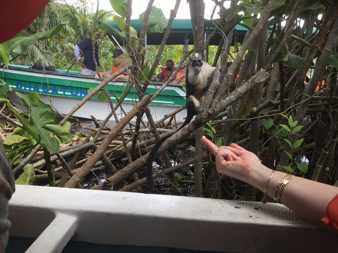 Gamboa Rainforest Resort Chagres River Boat Tour景点图片