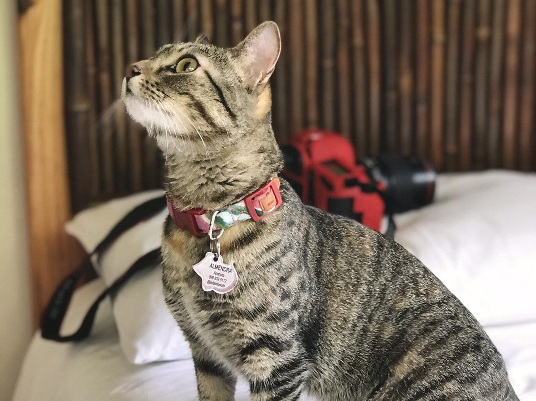 El Abrazo del Arbol主图