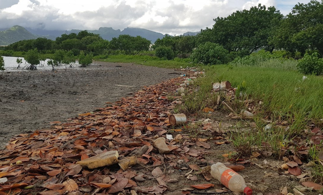 Rivulet Terre Rouge Estuary Bird Sanctuary景点图片