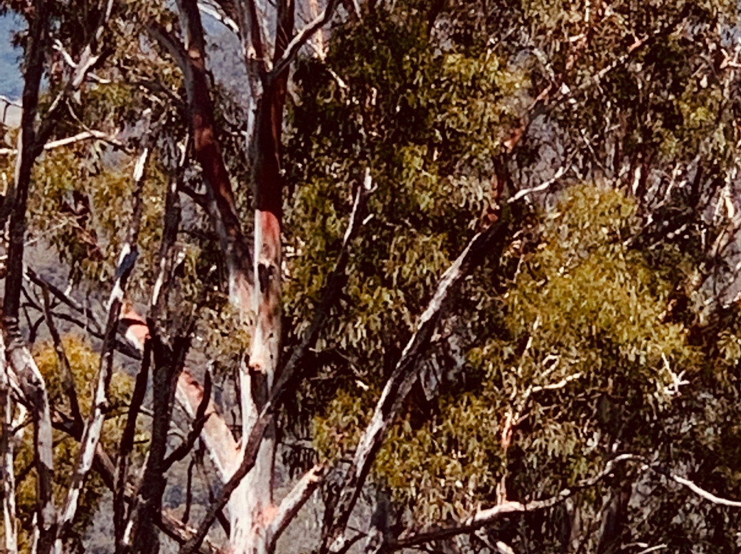 Beechworth Historic Goldfield Tours-比奇沃思必去景点