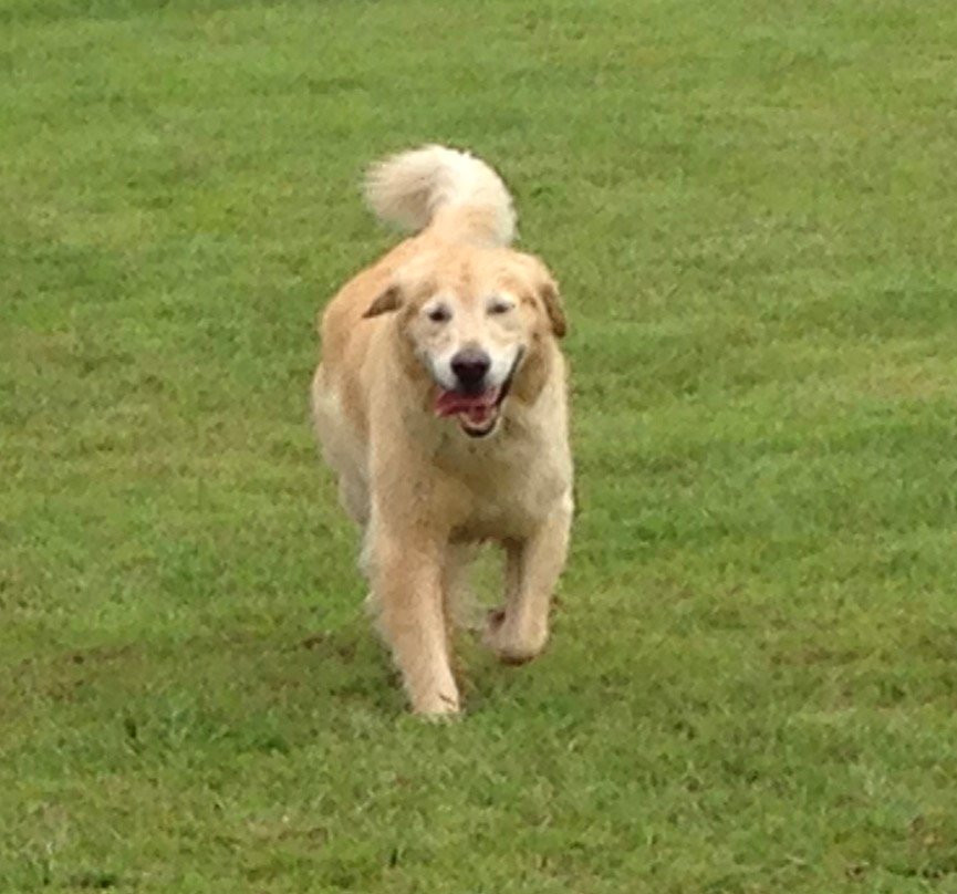 Fetch Dog Park-Danville必去景点