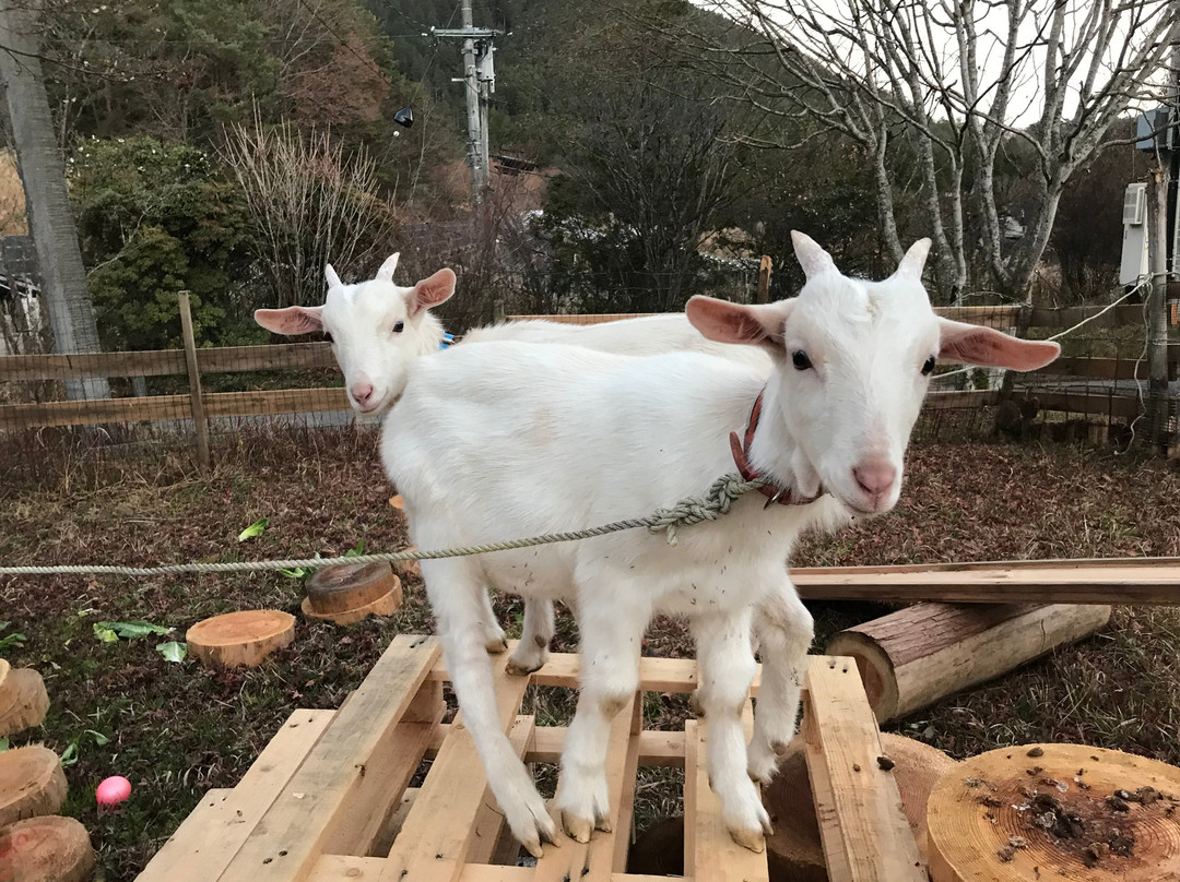 Niyodogawa Tourism Center, Akiba no Yado主图