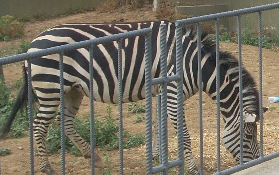 Faruk Yalçın Zoo景点图片