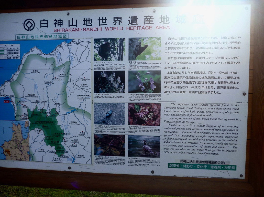 Awone Shirakami Jyuniko主图