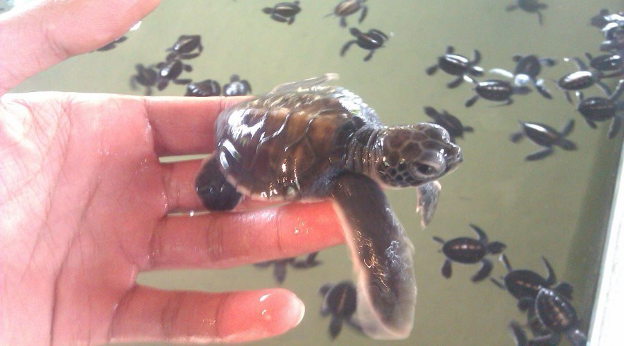 Royal Ceylon Tours-希克杜沃必去景点