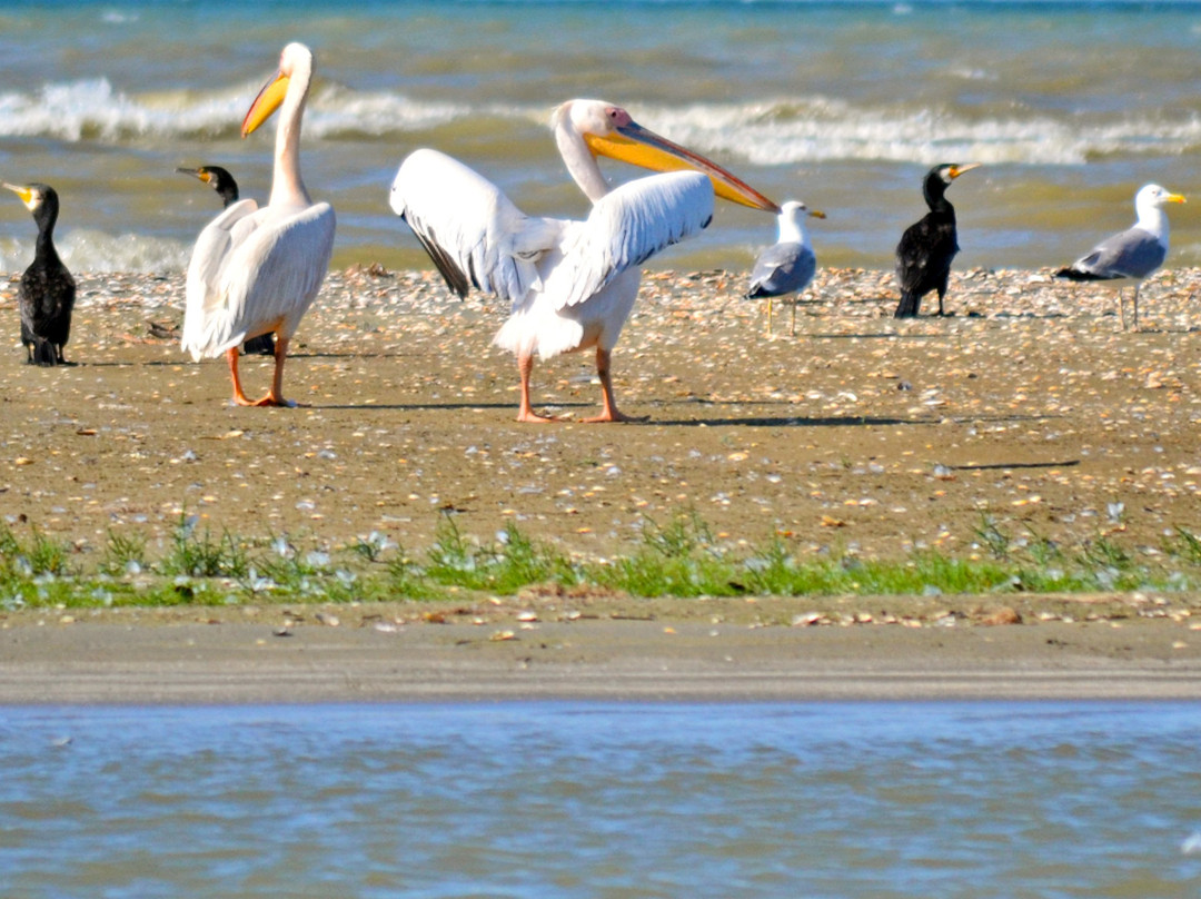 Danube Biospheric Reserve-Vilkovo必去景点
