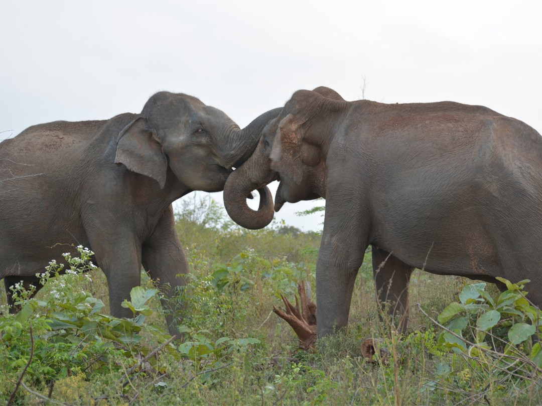 Udawalawe Safari Fun-乌达瓦拉瓦必去景点