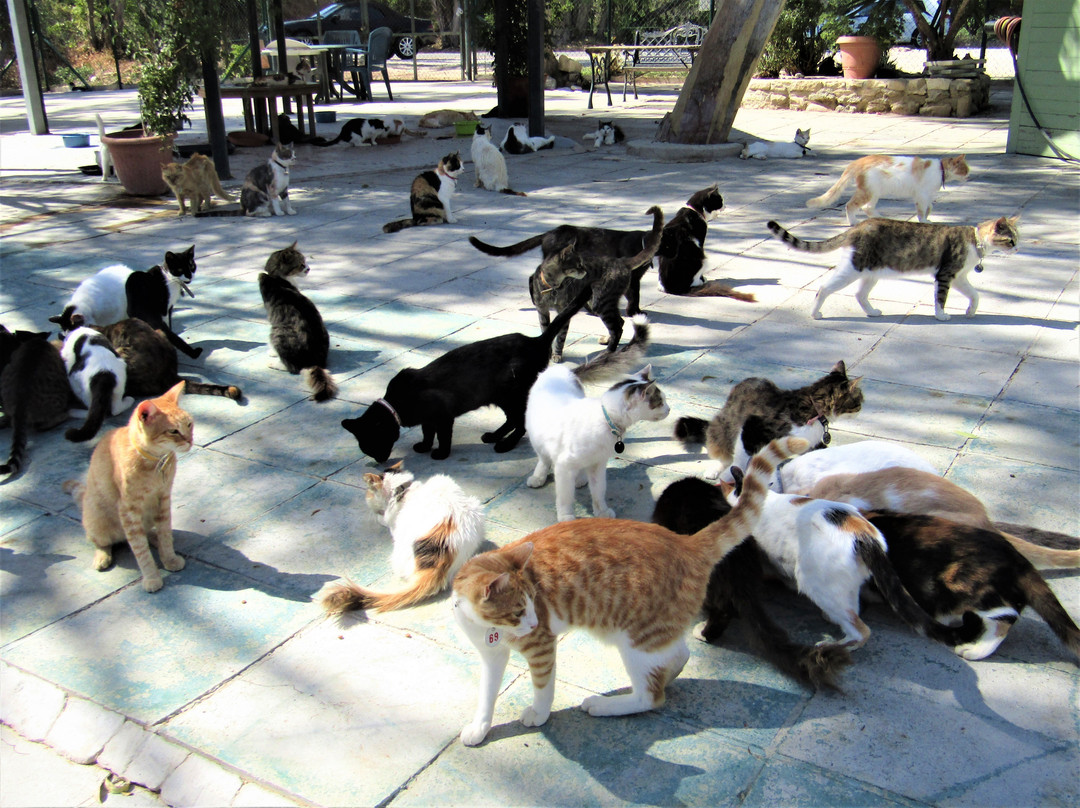 Akrotiri旅游景点-Malcolm Cat Protection Society