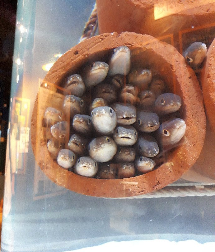 Hekinan Seaside Aquarium - Hekinan Youth Maritime Science Museum景点图片