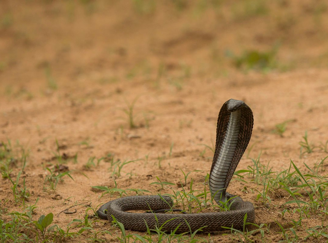 Wild Trail Safari-斋蒲尔必去景点