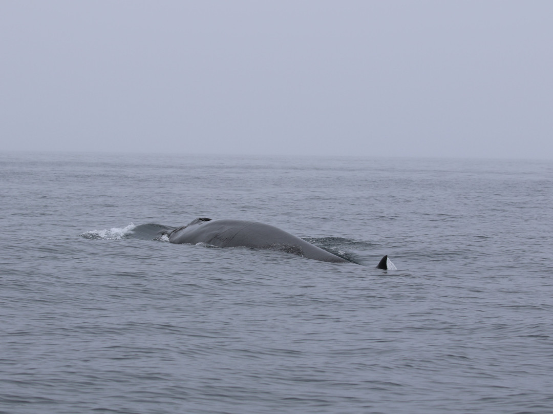 Sirius Greenland-Sisimiut必去景点