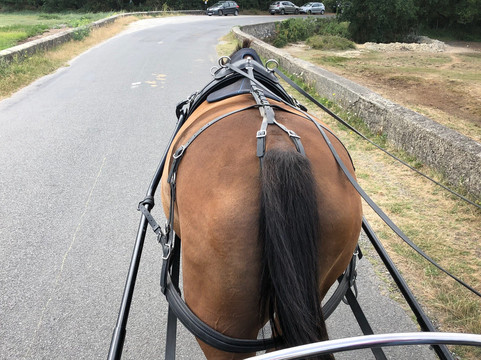 La Caleche de Sene - Balade a cheval-Sene必去景点