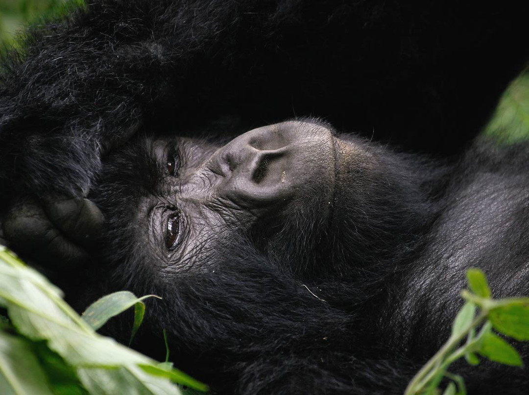 Marlene Africa Safaris-坎帕拉必去景点