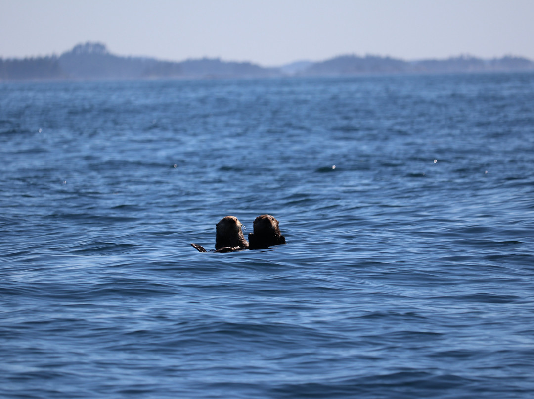 Sitka Sound Tours景点图片