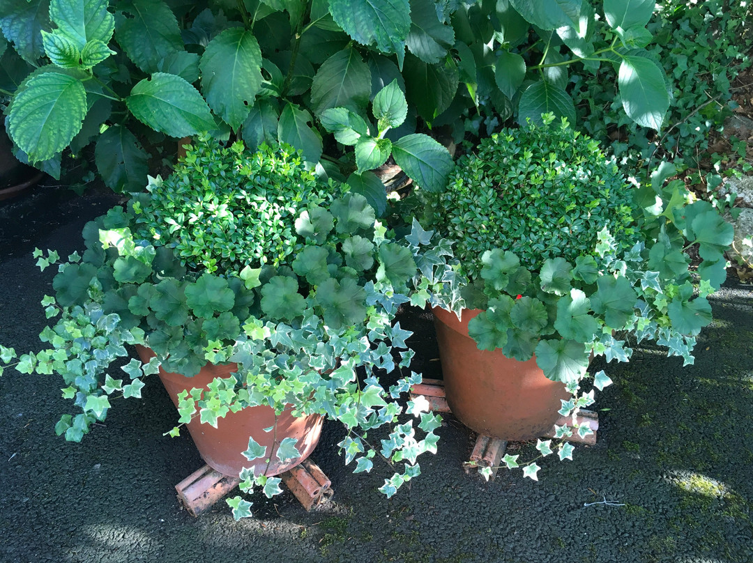 Woodlands Guest House主图