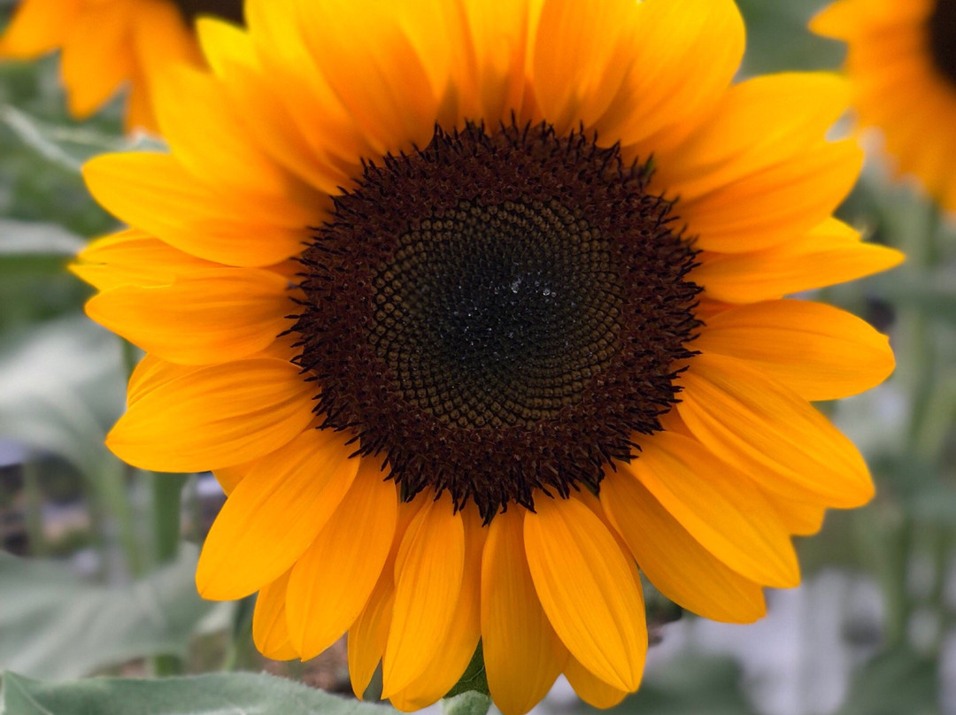 Girasoles Farm Candelaria-Candelaria必去景点