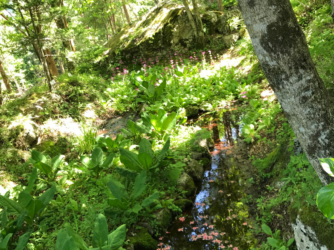 Shikokusangaku Botanical Garden Gakujin no Mori-神山町必去景点