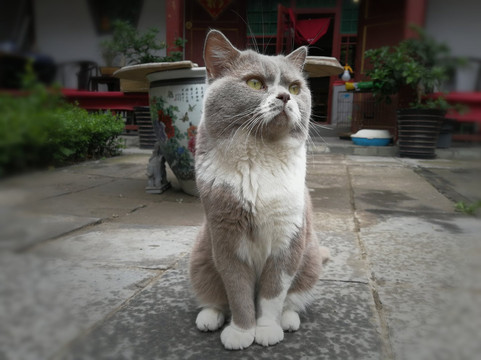 北京广济寺-北京市必去景点