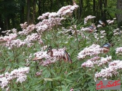 Nakanojo Hill Top Garden景点图片