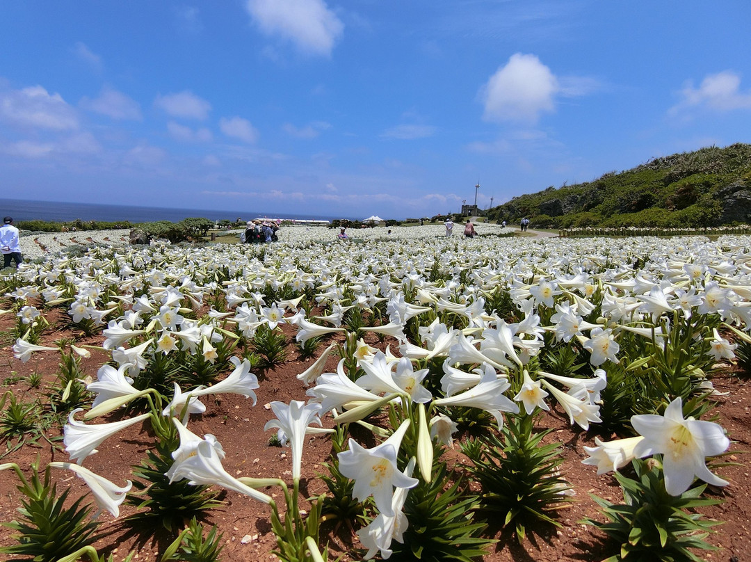Lily Field Park-伊江村必去景点