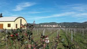 Azienda Agricola Terradonnà景点图片