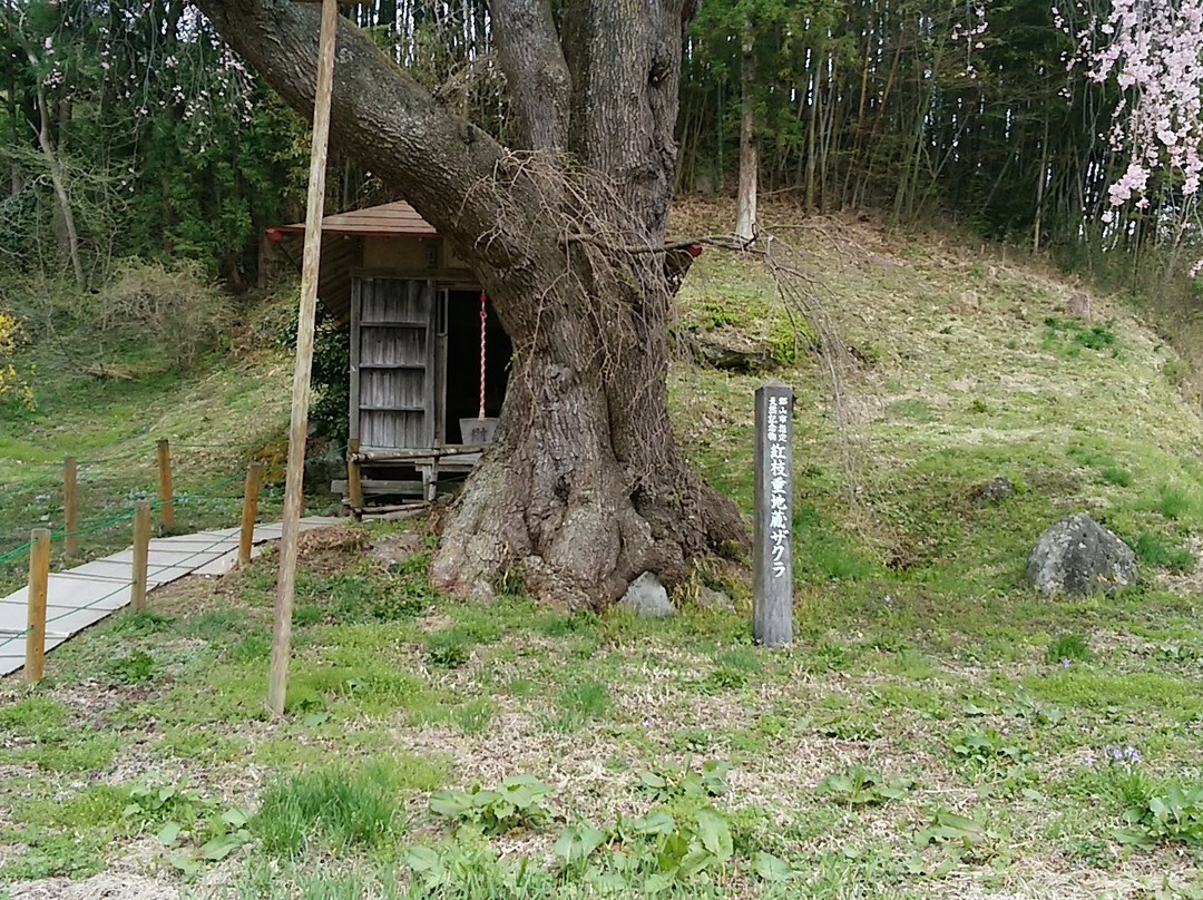 Benishidare Jizozakura-郡山市必去景点