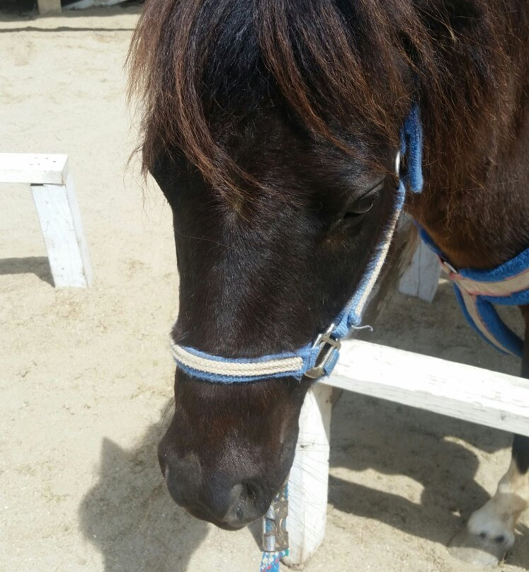 Pony Time at Lakewood Equestrian center-莱克伍德必去景点