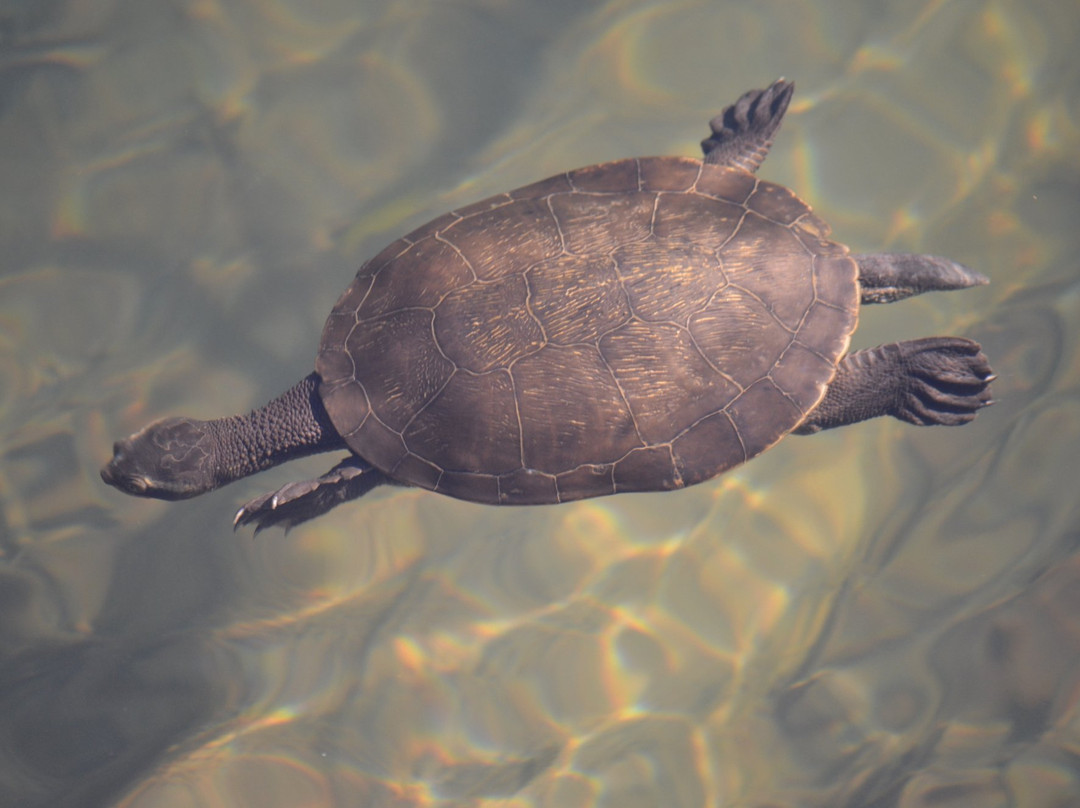 Malanda Falls Visitor Centre-马兰达必去景点