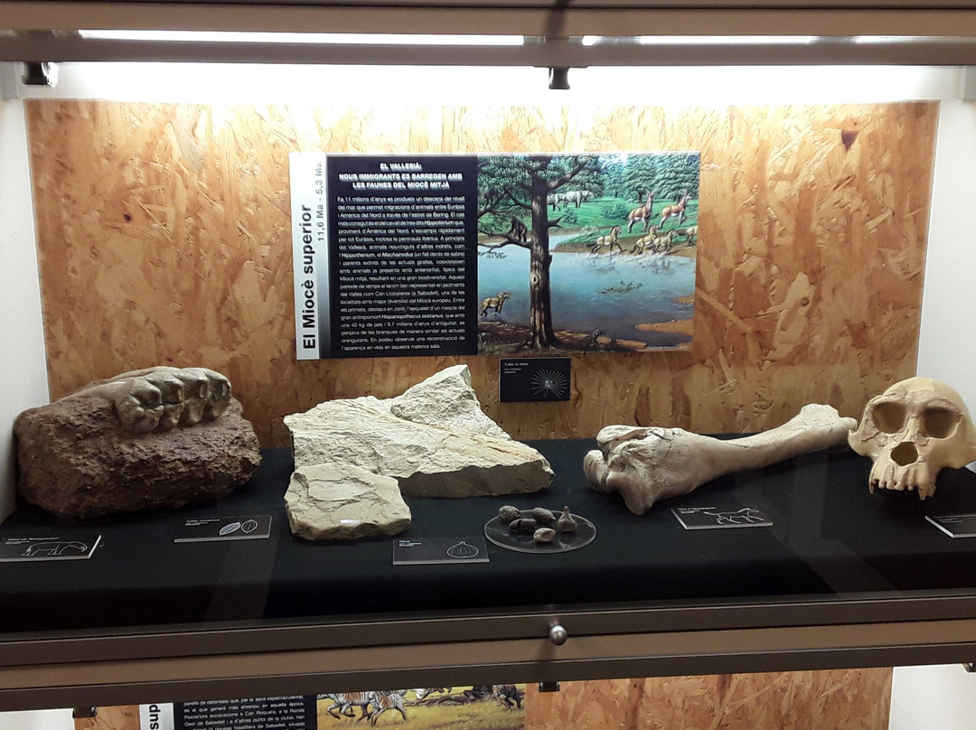 Museu de l'Institut Catala de Paleontologia Miquel Crusafont景点图片