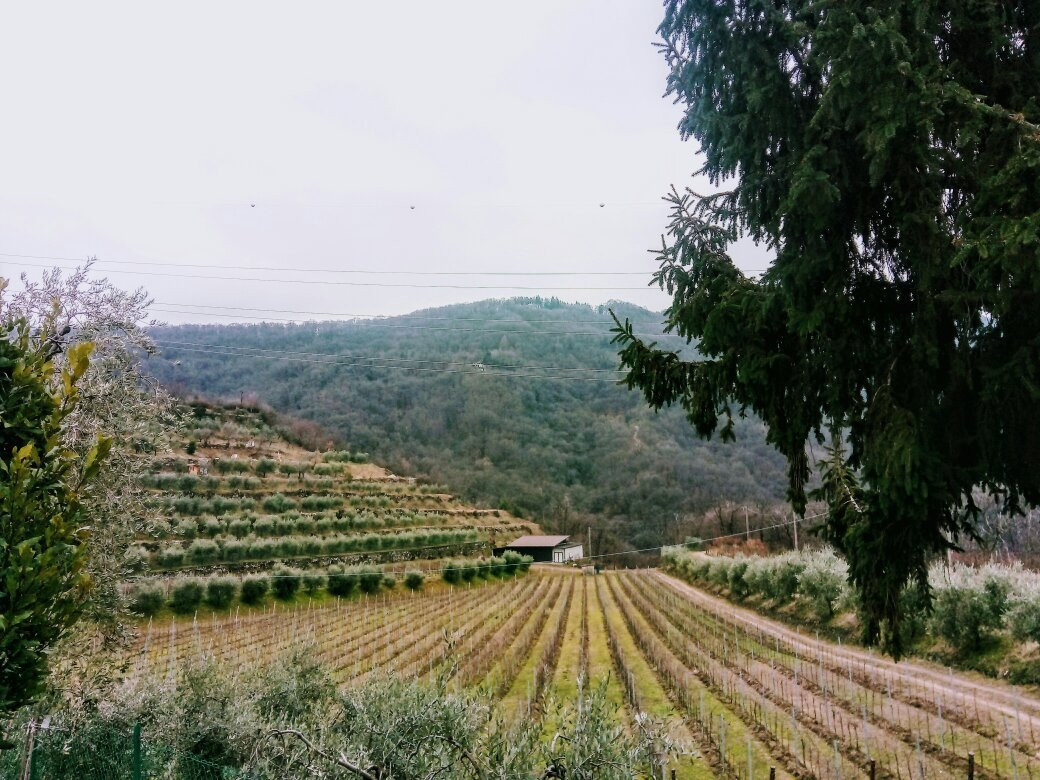 Azienda Agricola Massussi Luigi景点图片