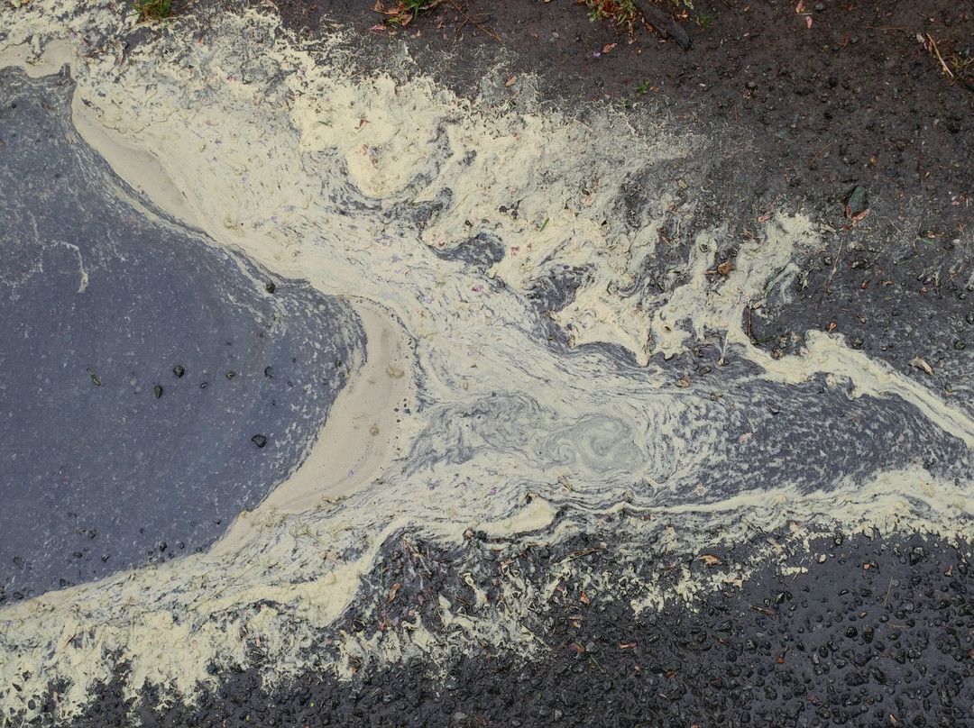 Ivy Creek Natural Area-夏洛茨维尔必去景点