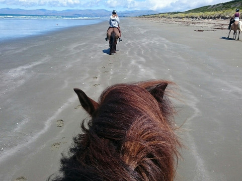 Christchurch Icelandic Horse Treks-基督城必去景点