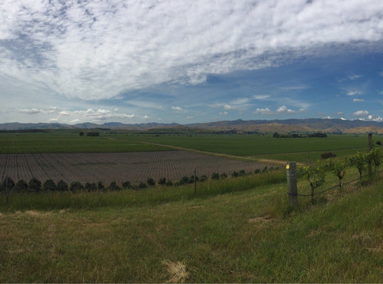 Dog Point Vineyard-伦威克必去景点