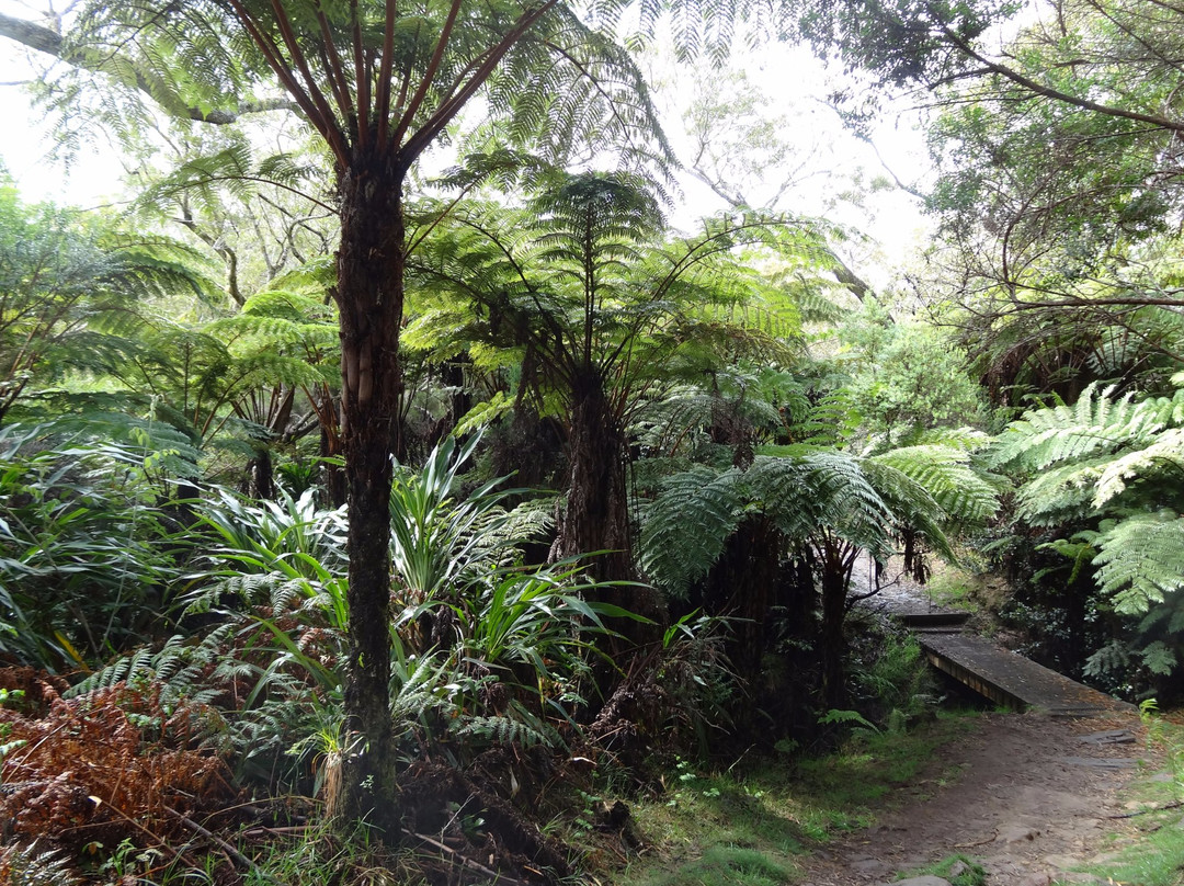 Forêt de Bébour景点图片