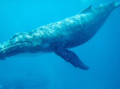 Swimming with Whales at Sandy Beach Resort-Foa Island必去景点