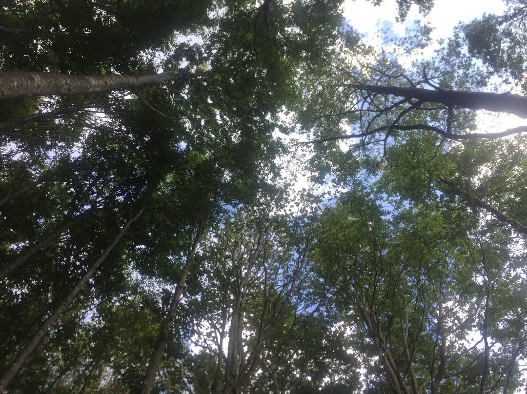 Foresta del Teso-Maresca必去景点