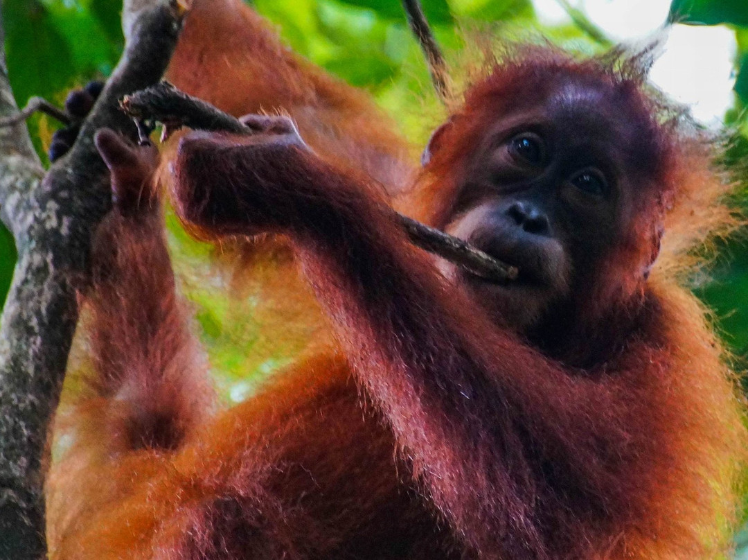 Bukit Lawang - Jungle Trekking Sumatra-武吉拉旺必去景点