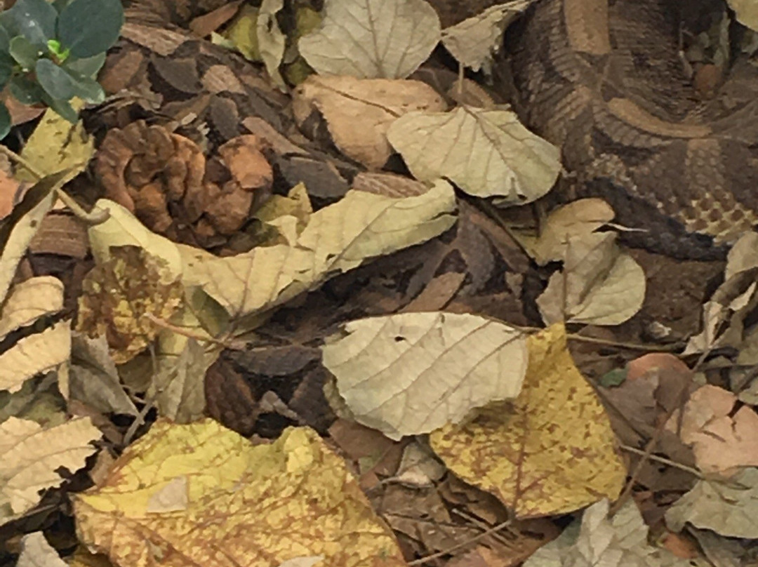 Victoria Falls Snake Park景点图片