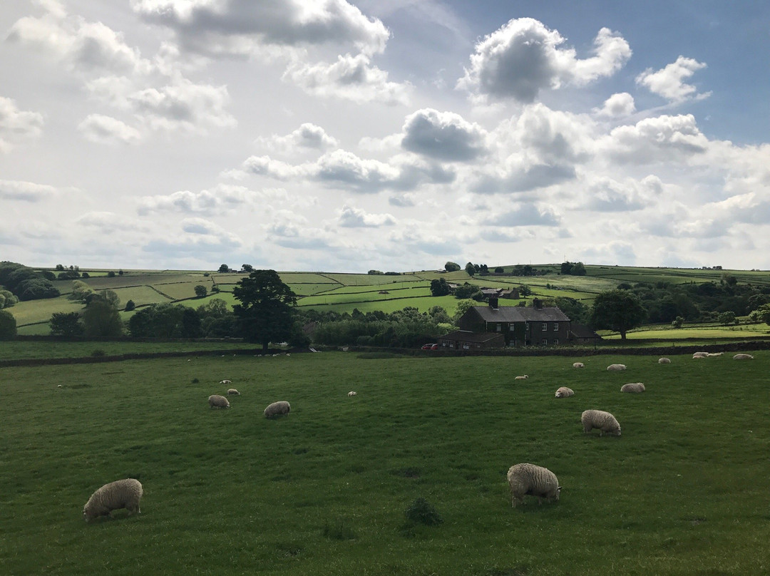 Our Cow Molly Dairy Farm & Ice Cream Shop-谢菲尔德必去景点