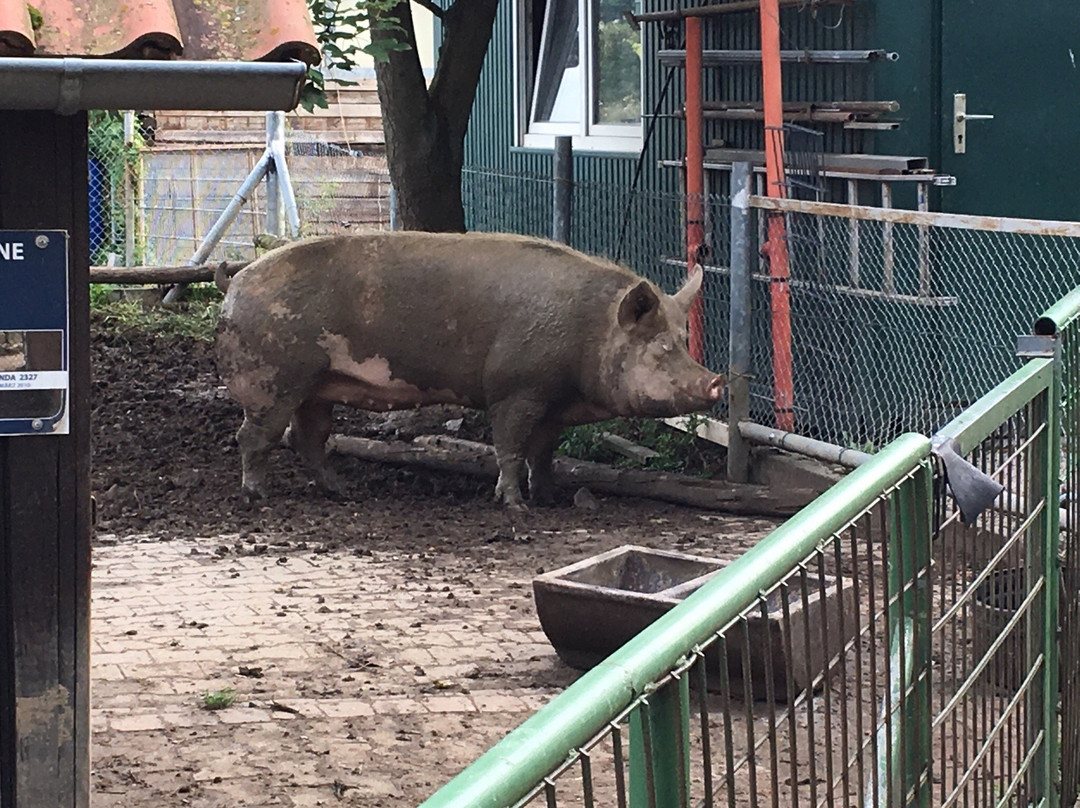 Letzenberg Tierpark Malsch景点图片