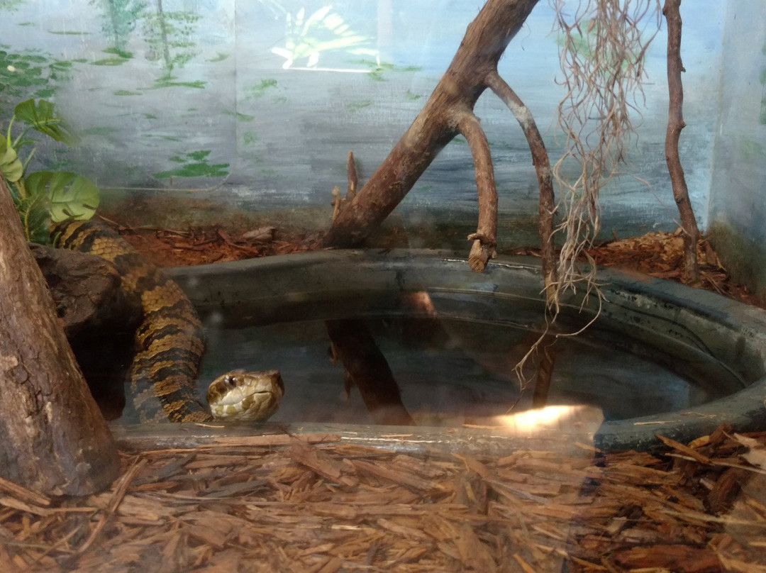Edisto Island Serpentarium景点图片