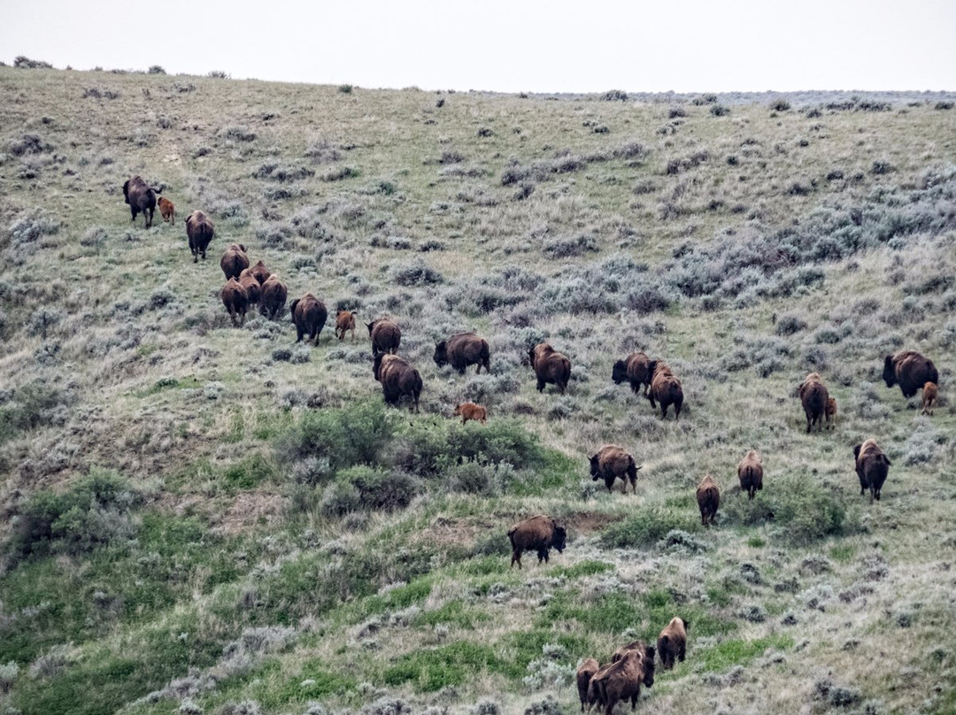 American Prairie National Discovery Center-Lewistown必去景点