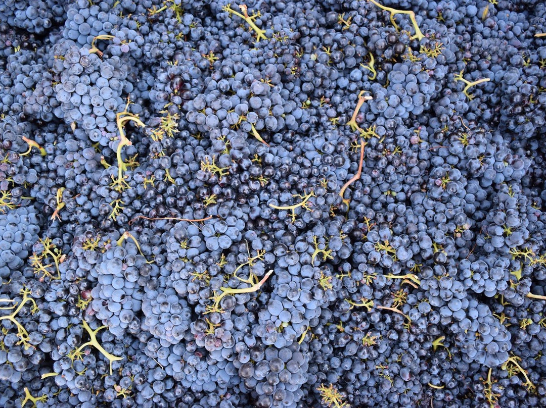 G V Cellars-费尔菲尔德必去景点