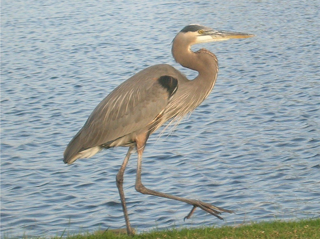Myakka Pines Golf Club-恩格尔伍德必去景点